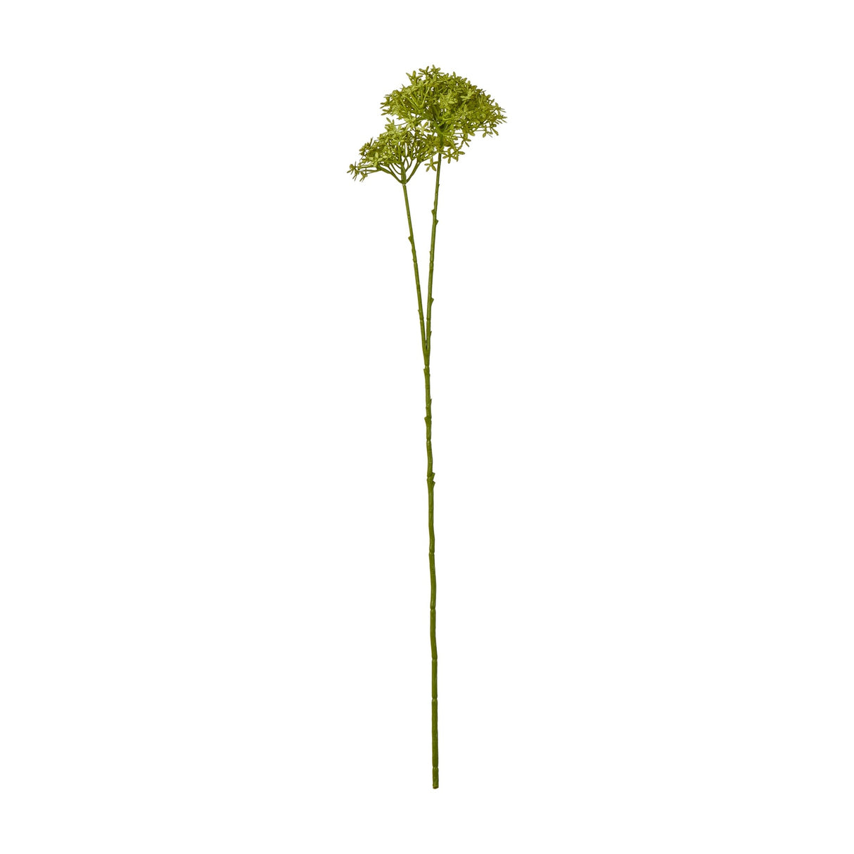 Green Crown Hydrangea Stem