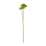 Green Crown Hydrangea Stem