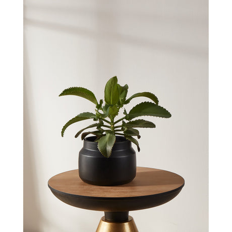Parkent ceramic plant pot in matt black with a squat, round body and plain rim, holding a green leafy plant on a round wooden side table.