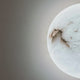 Orvani LED Medium Round Alabaster Wall Light - Soft White