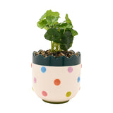 Round Scalloped Bobble Stoneware Planter with Faux Plant