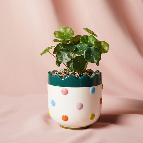 Round stoneware planter with scalloped teal rim and multicoloured bobble dots in pink, blue, orange, lilac and lime, holding a faux green leafy plant against a pink backdrop.