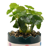 Round Scalloped Bobble Stoneware Planter with Faux Plant