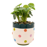 Round Scalloped Bobble Stoneware Planter with Faux Plant