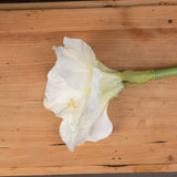 Hill Interiors Classic White Amaryllis faux flower stem shown close-up on a wooden surface, showing broad white petals, yellow stamens and green stem.