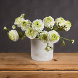 Hill Interiors Green Ranunculus Spray with layered white and green ruffled blooms and buds arranged in a white ceramic pot on a wooden surface.