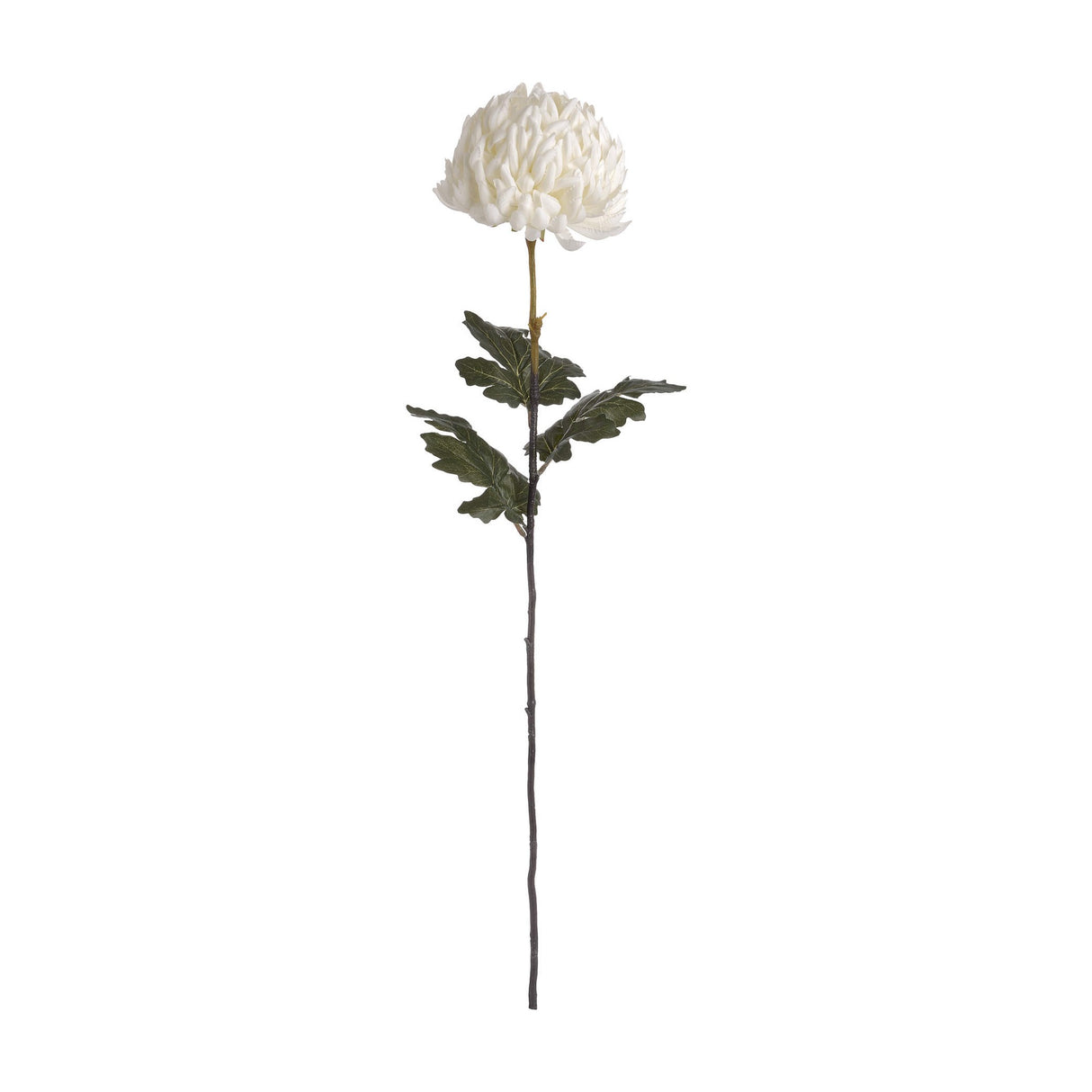 Large White Chrysanthemum