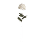 Large White Chrysanthemum