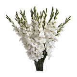 Hill Interiors White Gladioli faux flower stems with tall spires of ruffled white blooms and green buds in a clear glass vase on a white background.
