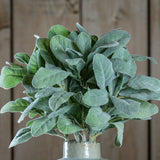 Hill Interiors Lambs Ear Spray faux foliage with soft downy silvery-green leaves, displayed in a speckled stoneware vase against a wooden plank backdrop.