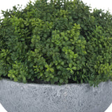 Close-up of the Hill Interiors Small Hebe Globe Pot showing densely packed green oval leaves forming a rounded dome above a textured grey stone-effect planter.