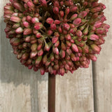 Hill Interiors Pink Allium faux flower stem with a rounded globe head of tiny pink and green florets, shown against a pale wooden panel background.