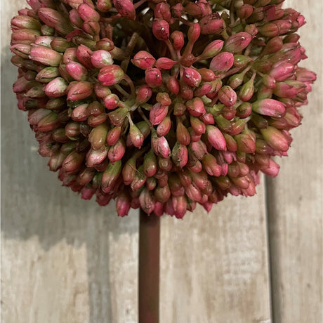 Hill Interiors Pink Allium faux flower stem with a rounded globe head of tiny pink and green florets, shown against a pale wooden panel background.