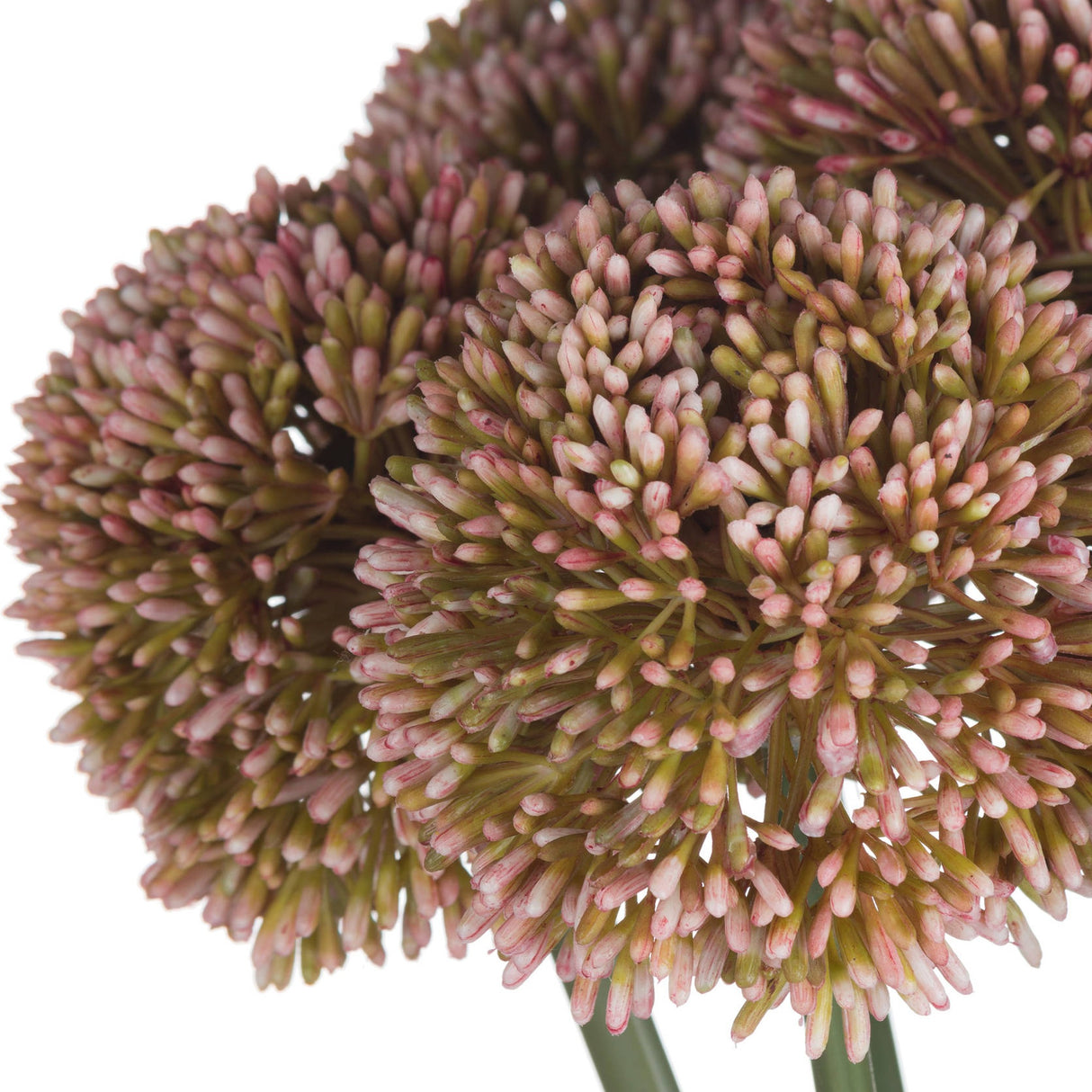 Close-up of Hill Interiors Pink Allium faux stems, showing round globe heads packed with tiny star-shaped florets in blush pink and green tones.