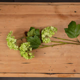 Hill Interiors Green Viburnum Spray with domed pale green flower clusters and broad veined leaves on bendable stems, laid on a rustic wooden surface.