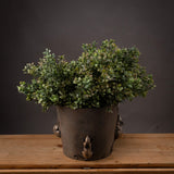 Hill Interiors Red Tipped Leaf Spray arranged as a full boxwood-style foliage display in a dark bronze-toned pot with frog motifs, on a wooden surface.