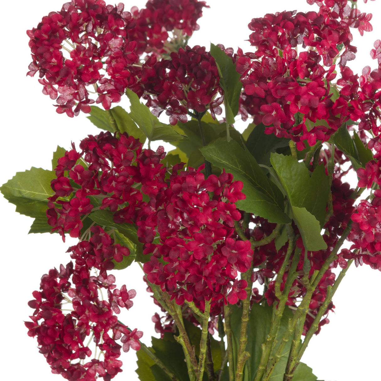 Red Autumnal Viburnum