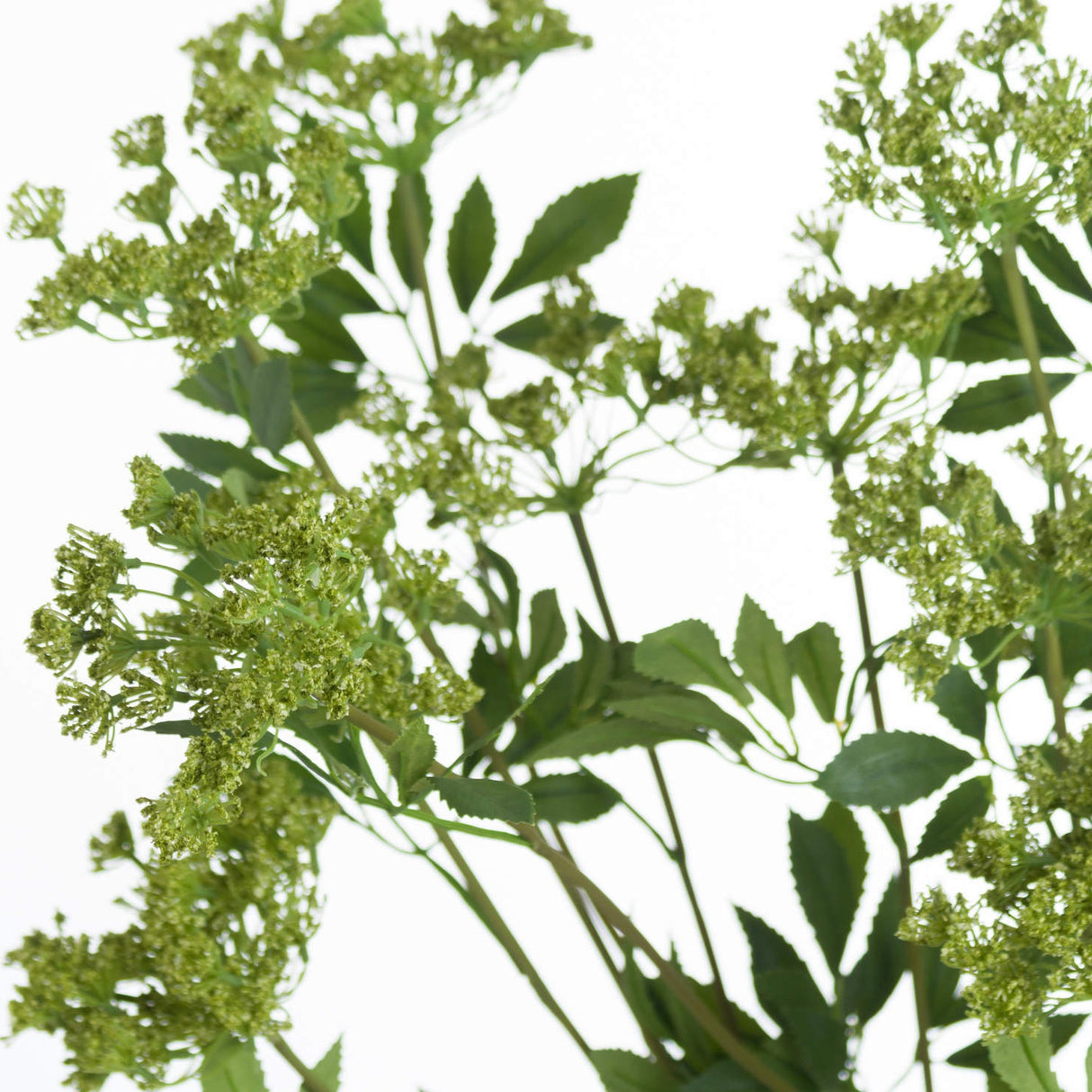 Close-up of Hill Interiors Faux Cow Parsley Ammi stems showing lacy green umbel flower heads and serrated foliage against a white background.