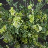 Hill Interiors Sweet Pea Trail faux flower stem with ruffled pale green blooms, tapering leaves and curling tendrils, shown against a dark background.