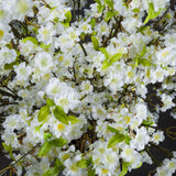 Close-up of the Hill Interiors White Cherry Blossom Spray showing dense clusters of white five-petalled faux blooms with yellow centres and green leaves.