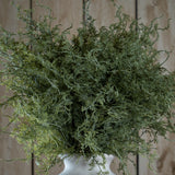 Hill Interiors Asparagus Fern Bunch in a white vase, showing feathery green fronds with trailing stems against a wooden plank backdrop.