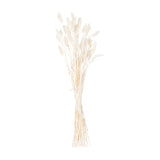 Hill Interiors Dried White Bunny Tail Bunch of 60 with soft fluffy plumes on slender pale stems, gathered into a 60cm bundle on a white background.