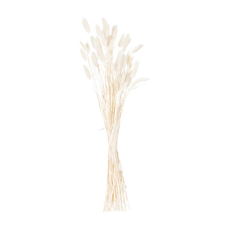 Hill Interiors Dried White Bunny Tail Bunch of 60 with soft fluffy plumes on slender pale stems, gathered into a 60cm bundle on a white background.