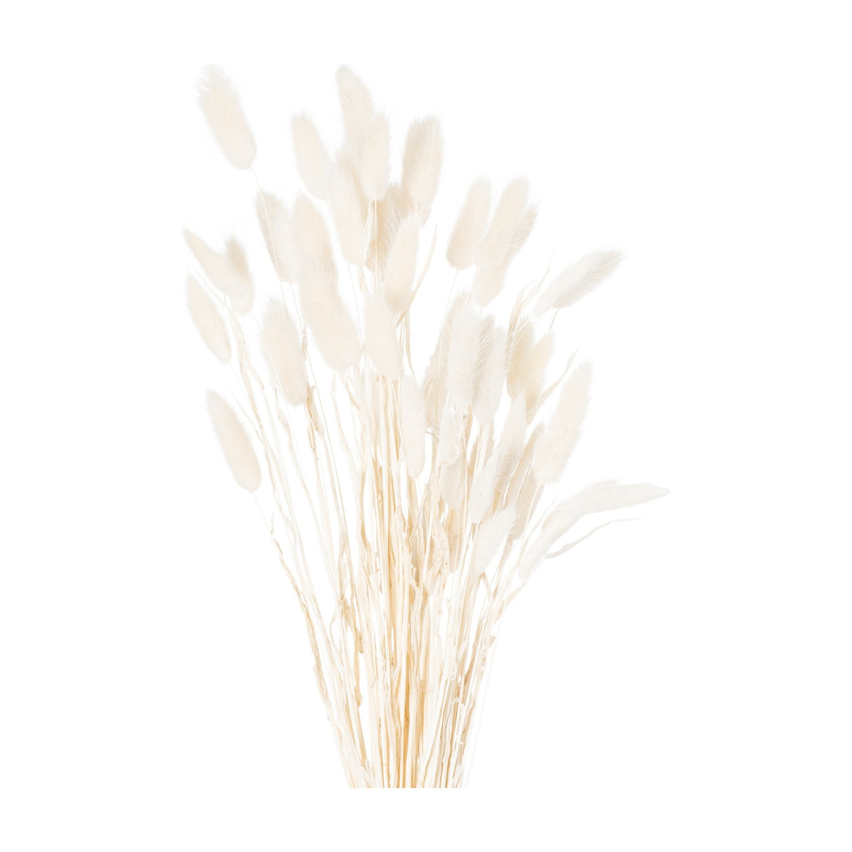 Hill Interiors dried white bunny tail bunch of 60 faux stems with soft fluffy plumes on slender stems, shown against a plain white background.