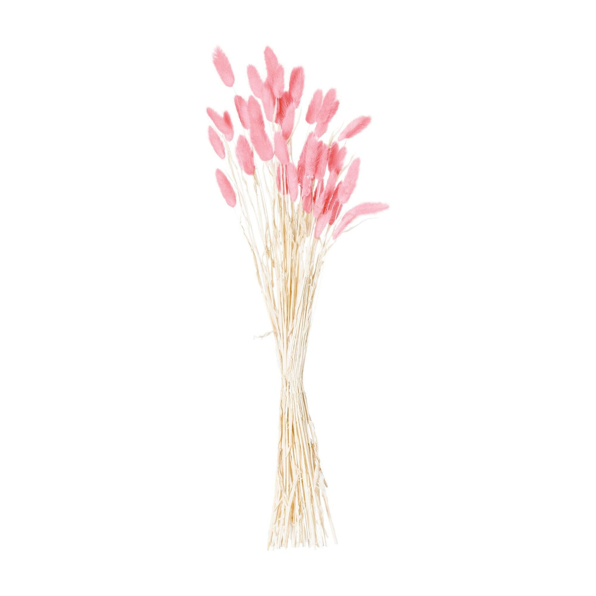Hill Interiors Dried Pale Pink Bunny Tail Bunch of 40 faux plants with fluffy tapered plumes on slim natural stems, shown against a plain white background.