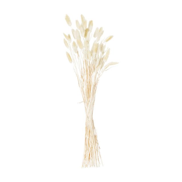 Hill Interiors Dried Natural Bunny Tail Bunch of 40, a tall cluster of beige faux dried stems with fluffy oval plumes, shown on a white background.