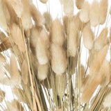 Close-up of Hill Interiors Dried Natural Bunny Tail Bunch of 40, showing fluffy beige oval plumes on slender green stems against a white background.