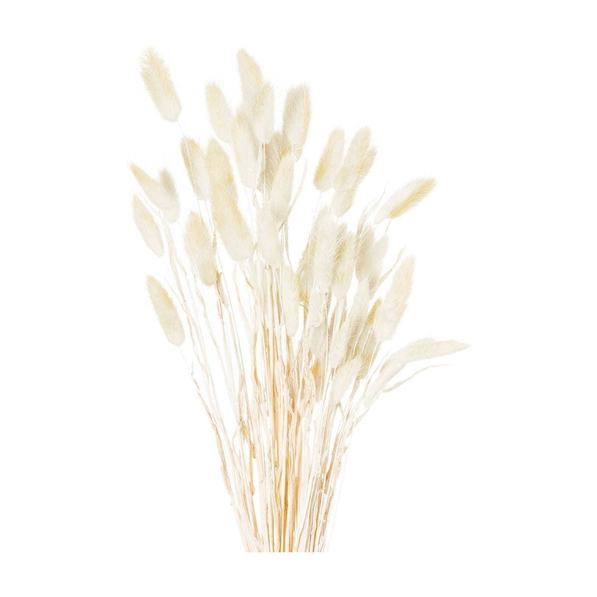 Hill Interiors dried natural bunny tail bunch of 40 with soft fluffy beige plumes on slender stems, shown against a plain white background.