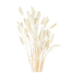 Hill Interiors dried natural bunny tail bunch of 40 with soft fluffy beige plumes on slender stems, shown against a plain white background.
