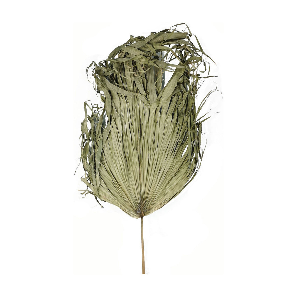 Hill Interiors Dried Sun Big Palm faux stem with a broad fanned frond in soft beige, wispy shredded leaf tips, on a plain white background.