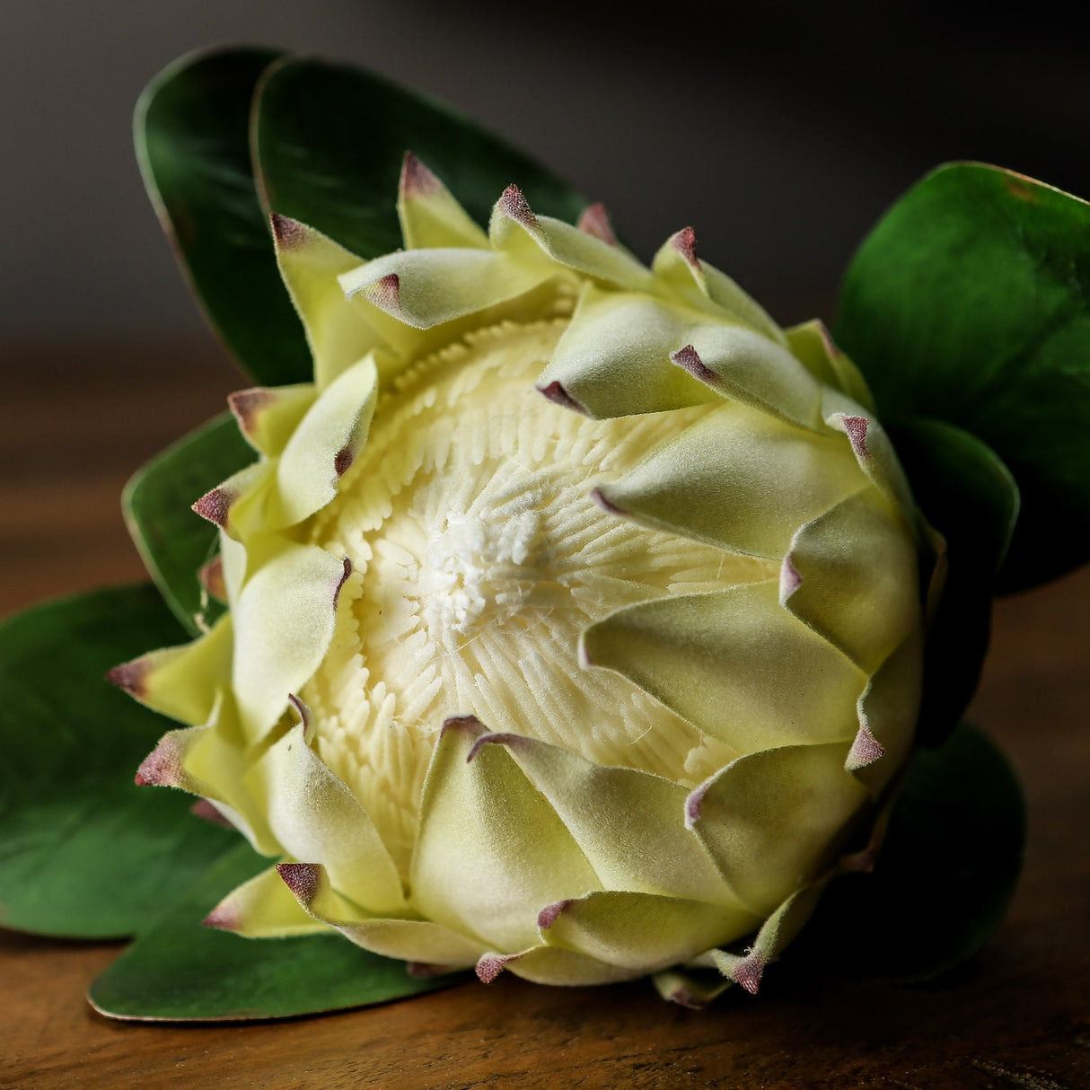 Hill Interiors Large White Protea faux flower stem with cream pointed petals, blush tips and green leaves, resting on a wooden surface.