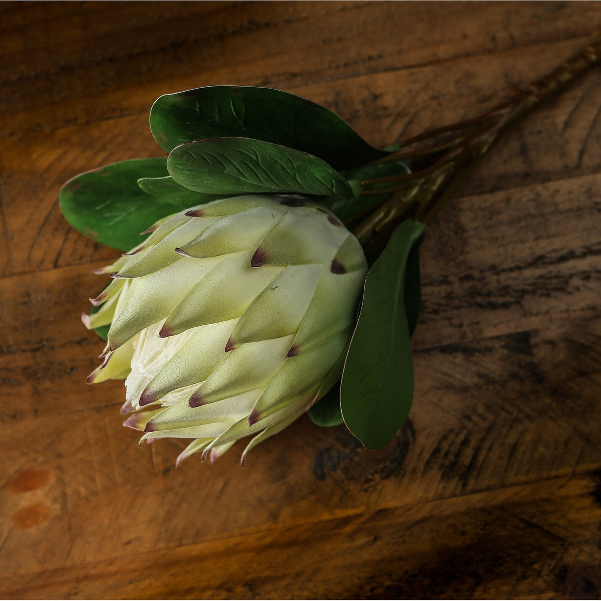 Hill Interiors Large White Protea faux stem with pointed cream petals and green leaves, laid on a rustic dark wood surface.