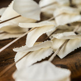 Close-up of Hill Interiors Bouquet of Dried Thlaspi Arvense showing white, papery coin-shaped seed pods along slender stems on a dark wooden surface.