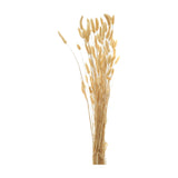 Hill Interiors Bouquet Of Tall Bunny Tails faux flower stems with fluffy oat-white plumes on slender arched stems, shown on a plain white background.