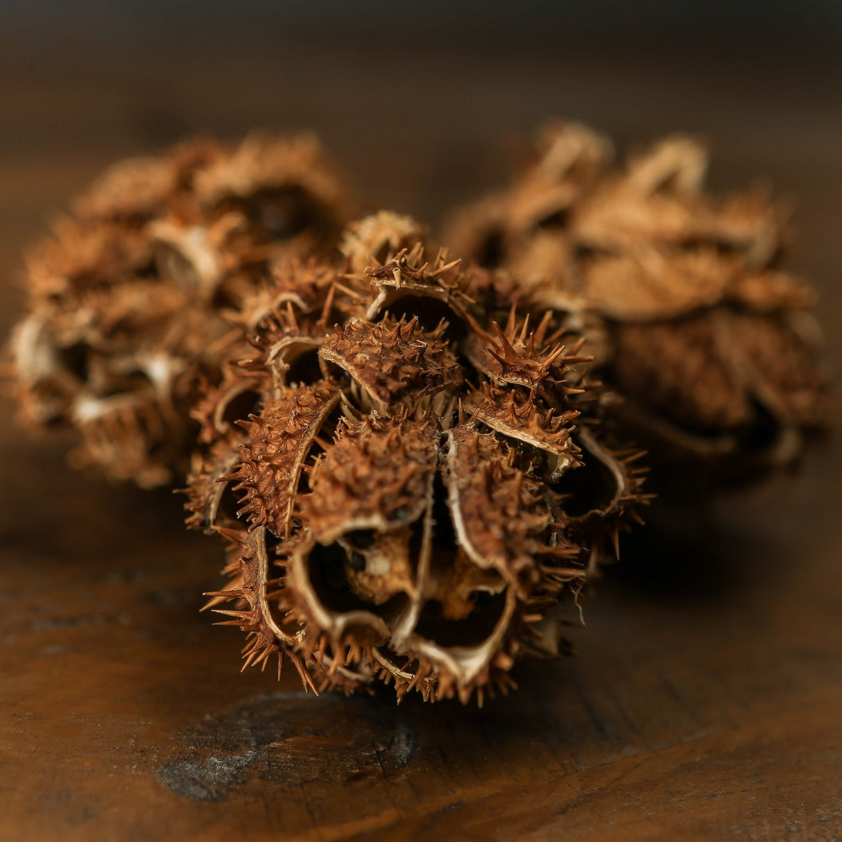 Close-up of Hill Interiors Bouquet of Dried Protea faux stems, showing spiky brown seed heads with papery layered bracts on a dark wood surface.