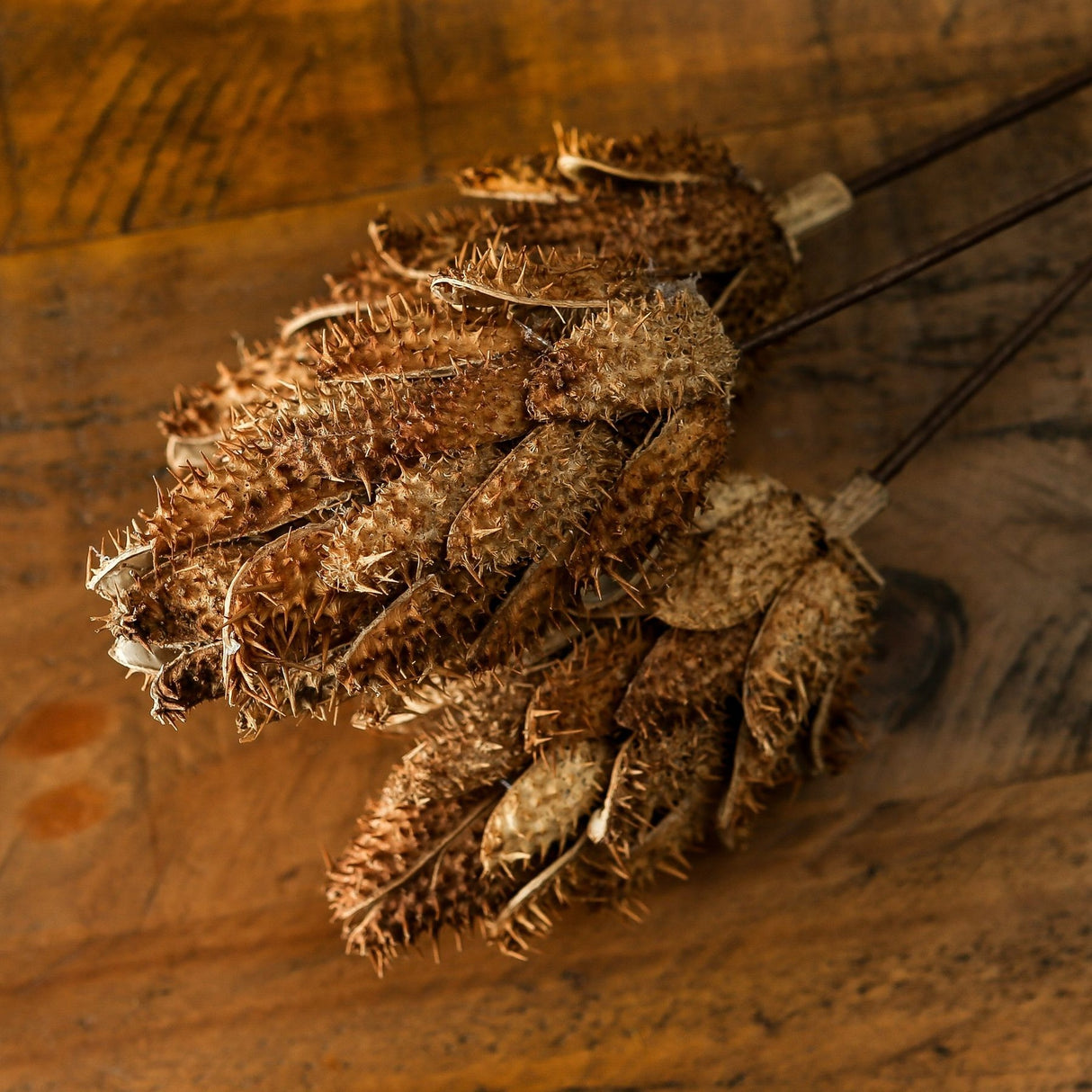 Hill Interiors Bouquet of Dried Protea with textured brown faux stems showing spiky bracts and layered heads, arranged on a warm wooden surface.