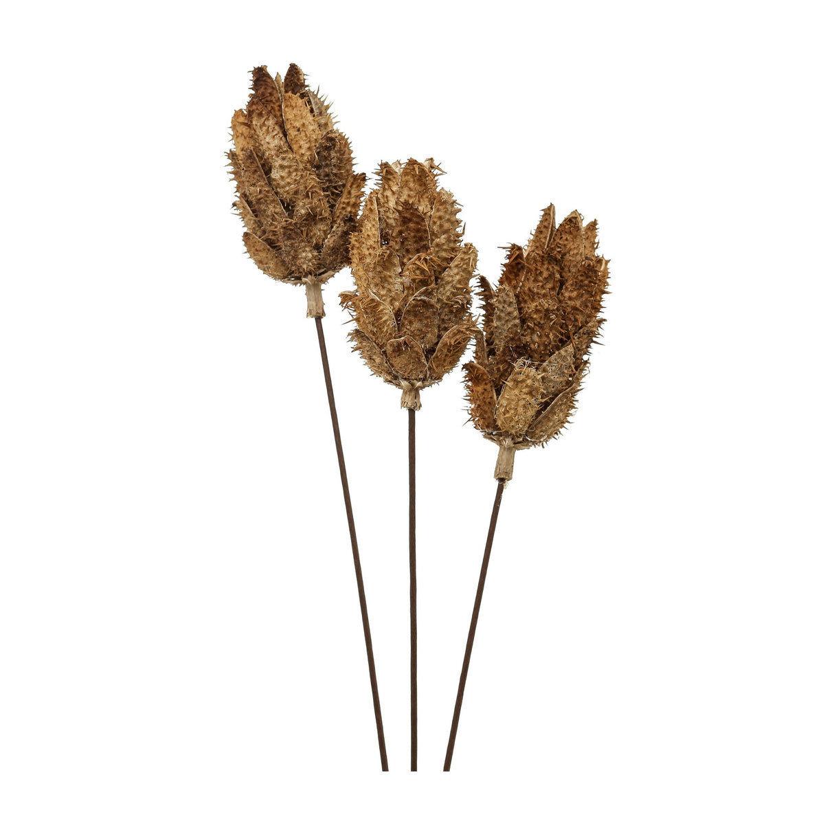 Hill Interiors Bouquet of Dried Protea with three brown faux protea stems showing textured layered bracts on slim stems, set against a plain white background.