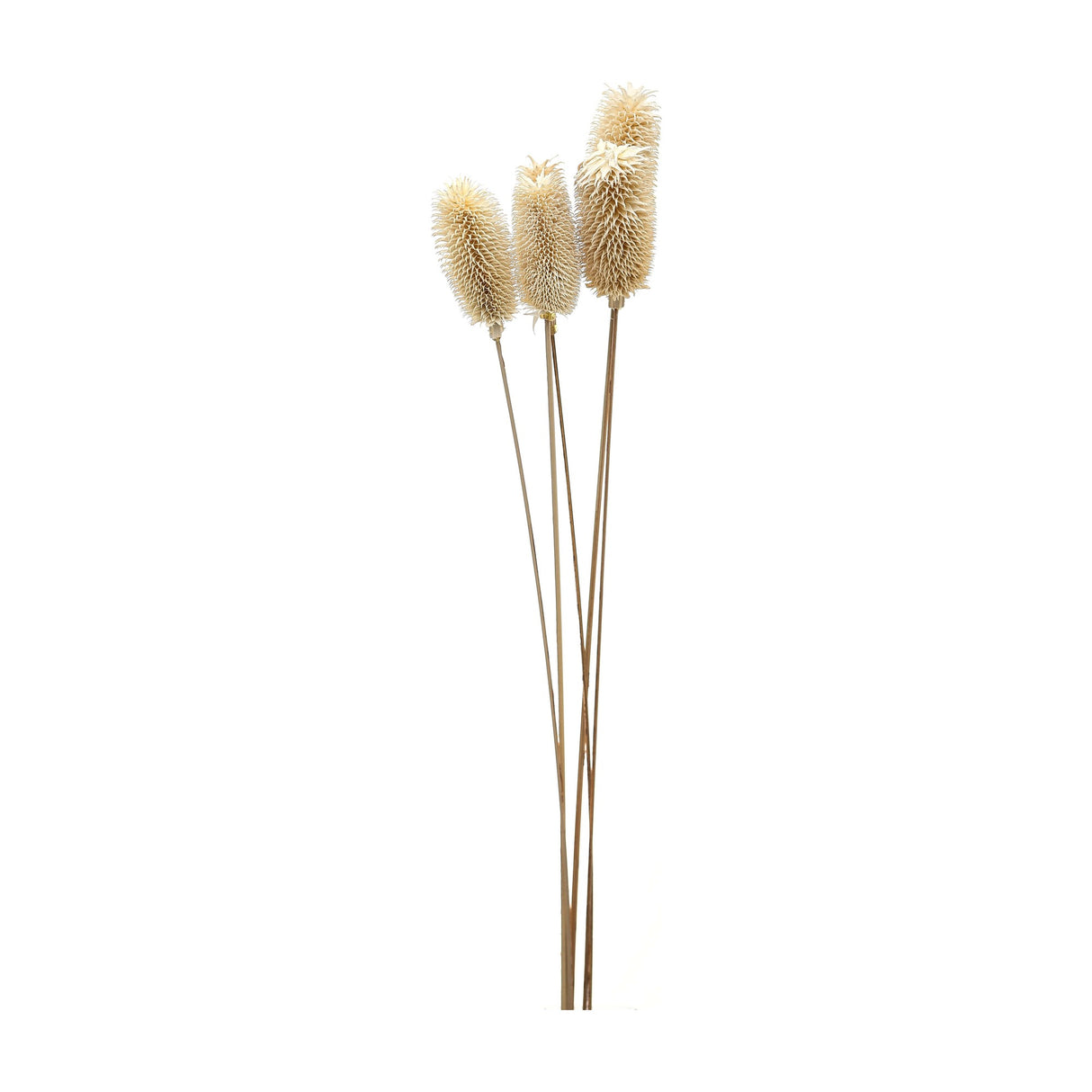 Hill Interiors bouquet of dried tall thistle with three chalky white spiky seed heads on slender stems, shown against a plain white background.