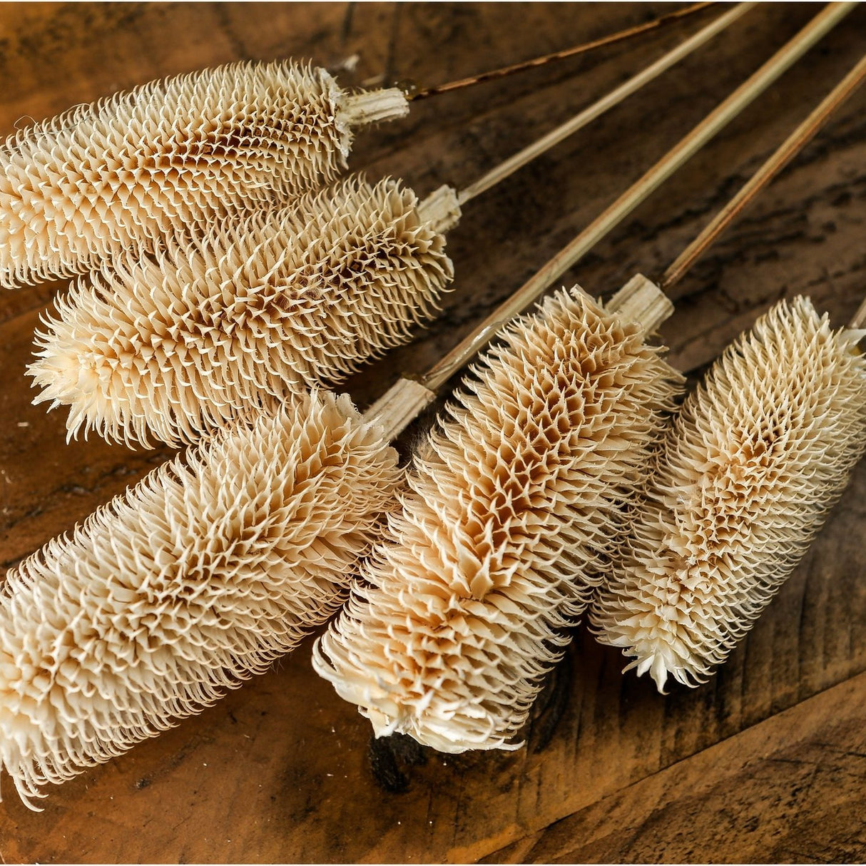 Hill Interiors Bouquet of Dried Tall Thistle with chalky white spiky seed heads and slender stems arranged on a rustic dark wood surface.