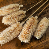 Hill Interiors Bouquet of Dried Tall Thistle with chalky white spiky seed heads and slender stems arranged on a rustic dark wood surface.