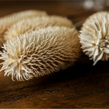 Close-up of Hill Interiors Bouquet of Dried Tall Thistle faux stems, showing chalky white spiked seed heads with fine tapering spines on a wooden surface.
