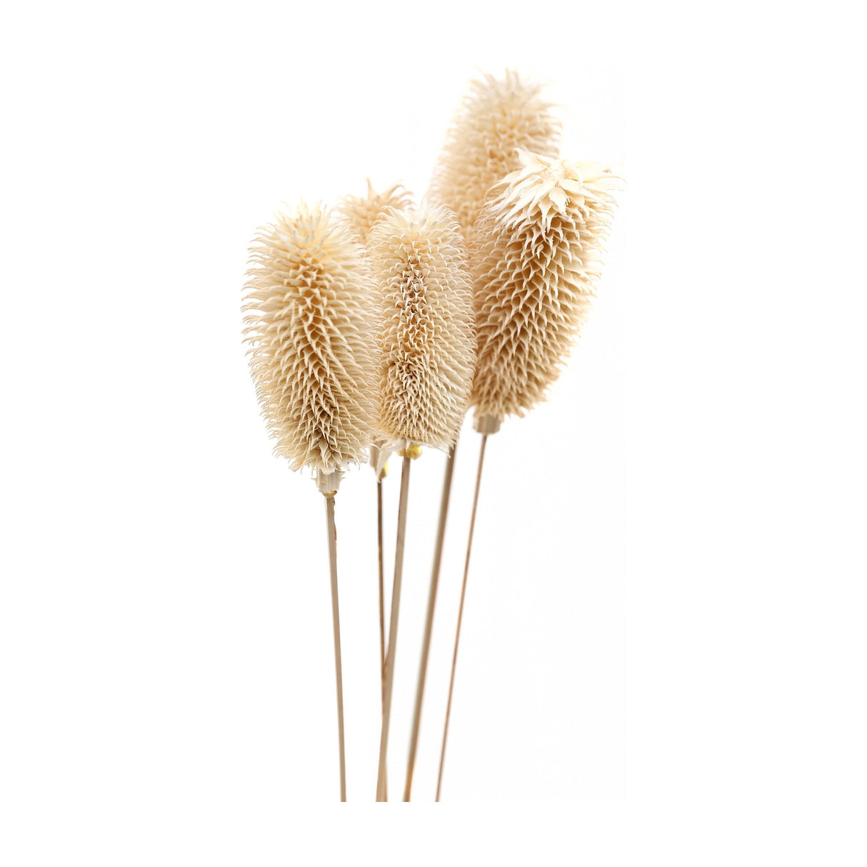 Hill Interiors bouquet of dried tall thistle with chalky white spiky seed heads on slim stems, shown against a plain white background.