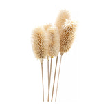 Hill Interiors bouquet of dried tall thistle with chalky white spiky seed heads on slim stems, shown against a plain white background.
