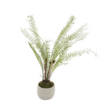 Hill Interiors White Potted Boston Fern with pale, feathery arching fronds in a small neutral ceramic pot with moss, on a plain white background.