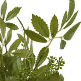 Close-up of the Hill Interiors Long Fennel Stem showing serrated green leaves and small green bud clusters on slim stems against a white background.