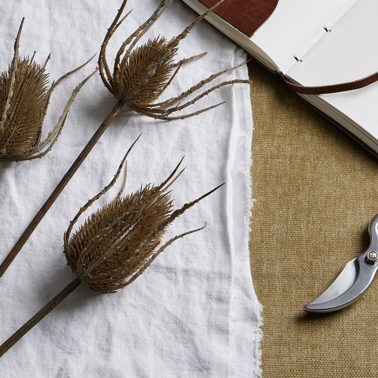 Hill Interiors Large Brown Triple Teasle Stems laid on white linen beside an open leather-bound notebook and metal pruning shears on hessian.